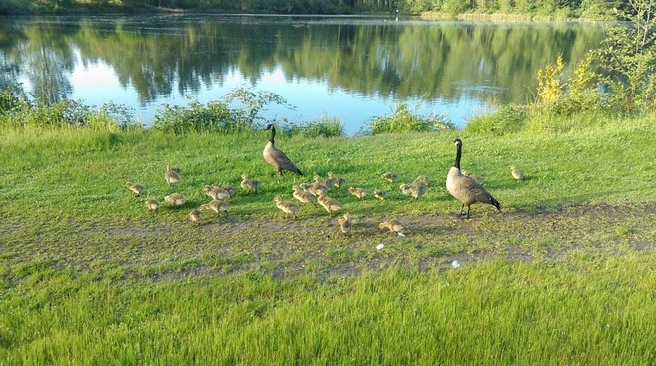 Geese (Eugene, OR)