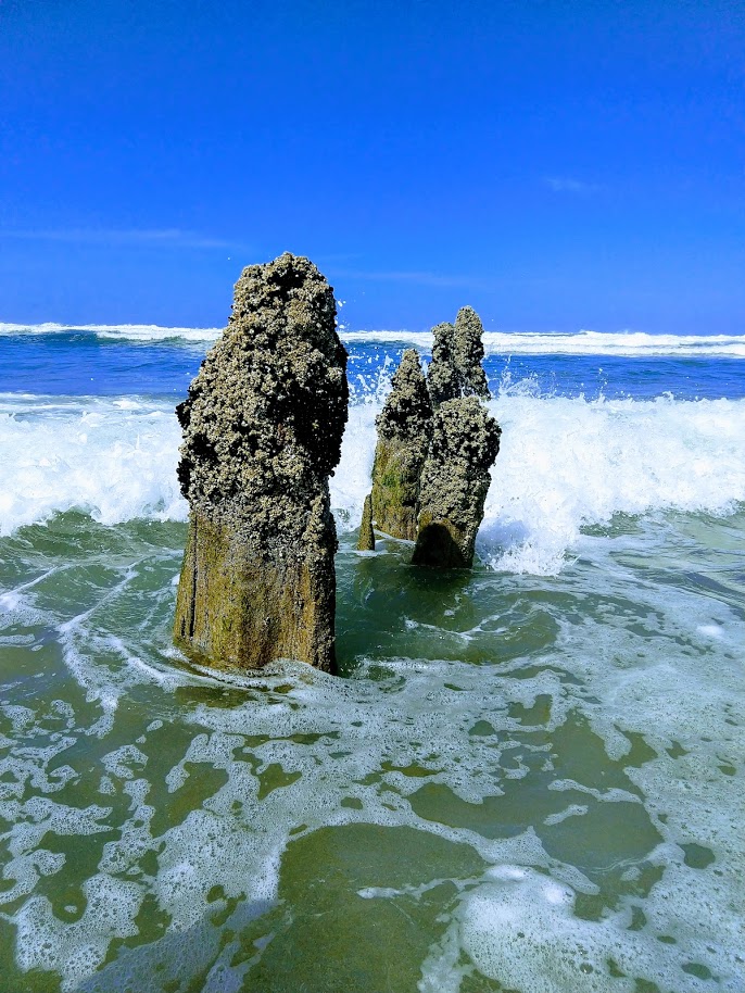 Neskowin Ghost Forest (Neskowin, OR)